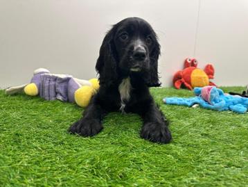 Chiots Cocker anglais x Cavalier King Charles, Parvovirose, Taille moyenne, Plusieurs, Belgique