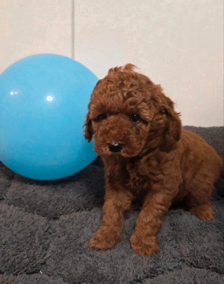 Poedel puppy's GERESERVEERD, Dieren en Toebehoren, Honden | Chihuahua's en Gezelschapshonden, Meerdere dieren, Poedel, Fokker | Hobbymatig