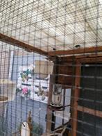 Te koop Kanarie man, Dieren en Toebehoren, Vogels | Kanaries, Mannelijk