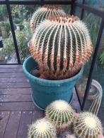 Cactus 40jaar oud, Huis en Inrichting, Cactus, Ophalen