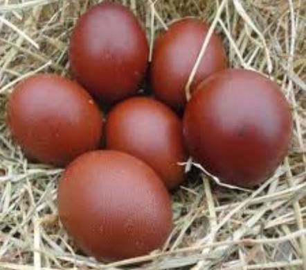 Marans, Araucana et Cream Legbar 0472/51.09.71, Animaux & Accessoires, Volatiles, Poule ou poulet