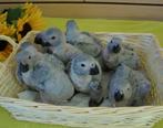 Jeunes gris du gabon eam, Dieren en Toebehoren, Vogels | Parkieten en Papegaaien, Papegaai