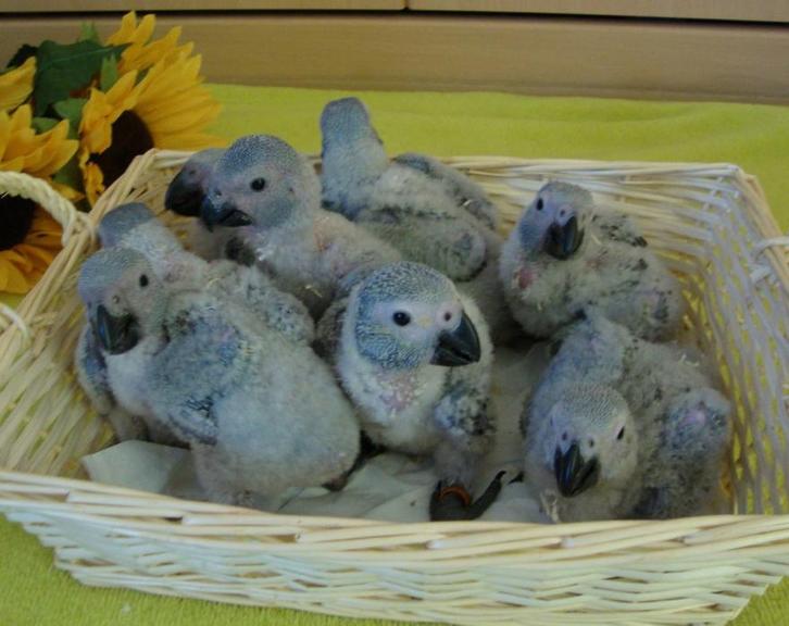 Jeunes gris du gabon eam, Dieren en Toebehoren, Vogels | Parkieten en Papegaaien, Papegaai