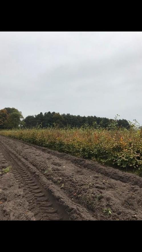 Carpinus betulus haagbeuk, Tuin en Terras, Planten | Struiken en Hagen, Haagbeuk, Ophalen of Verzenden