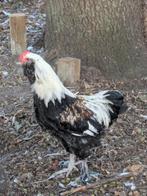 Faverolles haan, Dieren en Toebehoren, Pluimvee
