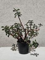 Crassula Ovata in keramieken pot., Ophalen