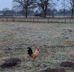 Haantje gratis ophalen, Dieren en Toebehoren, Stalling en Weidegang