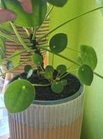 Stekjes pannenkoekenplant, Huis en Inrichting, Kamerplanten, Minder dan 100 cm, Ophalen