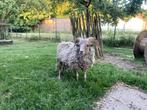 Quessant ram (1,2 jaar oud), Mannelijk, Schaap, 0 tot 2 jaar