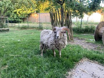 Quessant ram (1,2 jaar oud) beschikbaar voor biedingen