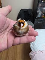 Elegante distelvink reu 2023., Dieren en Toebehoren, Vogels | Overige Vogels, Mannelijk