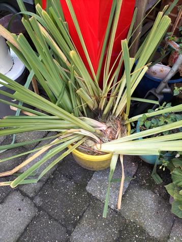 Vijverplant gele lis gratis  beschikbaar voor biedingen