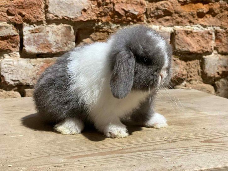 Minilop nestje, Dieren en Toebehoren, Konijnen, Dwerg, Meerdere dieren, 0 tot 2 jaar, Hangoor