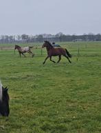 Bijna 2 jarige spring gefokt paard en tinker kruising, Dieren en Toebehoren, Paarden, Springpaard, Hengst, 3 tot 6 jaar, 160 tot 165 cm