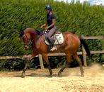 Toffe merrie, Dieren en Toebehoren, Paarden, Merrie