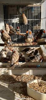 Gezocht zebravinken., Dieren en Toebehoren
