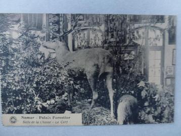 Namur Palais Forestier Salle de la Chasse Le Cerf, Envoi, 1920 à 1940, Affranchie, Bâtiment