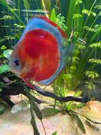 5 discus vissen, Dieren en Toebehoren