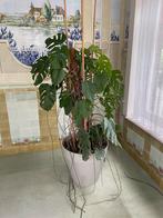 Monstrea gatenplant met pot op wieletjes met waterreservoir, Ophalen, Overige soorten, Halfschaduw, In pot