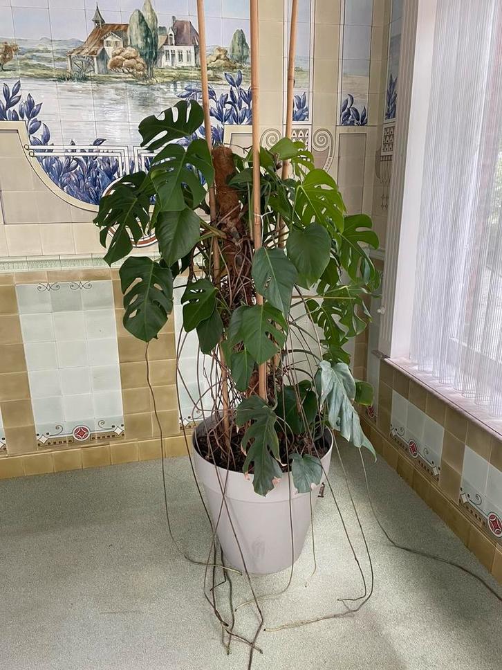 Monstrea gatenplant met pot op wieletjes met waterreservoir, Huis en Inrichting, Kamerplanten, Overige soorten, 150 tot 200 cm