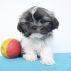Shih Tzu - Belgische puppy's te koop, Dieren en Toebehoren, CDV (hondenziekte), Meerdere, 8 tot 15 weken, Meerdere dieren