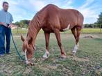 Tuigpaard, Dieren en Toebehoren, Paarden, Tuigpaard