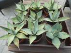 planten, Tuin en Terras, Overige soorten, Volle zon, Vaste plant, Ophalen of Verzenden