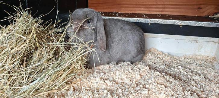 Minilop DEKRAM aangeboden, Dieren en Toebehoren, Konijnen
