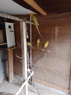 halsbanden, Geslacht onbekend, Parkiet