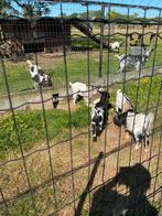 Te koop prachtige geitjes, Dieren en Toebehoren, Schapen, Geiten en Varkens, Meerdere dieren, Geit, 0 tot 2 jaar