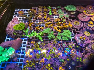 Koraal stekken zeeaquarium, Enlèvement ou Envoi, Neuf, Autres types