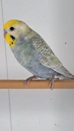 Grijze regenboog man, Dieren en Toebehoren, Vogels | Parkieten en Papegaaien