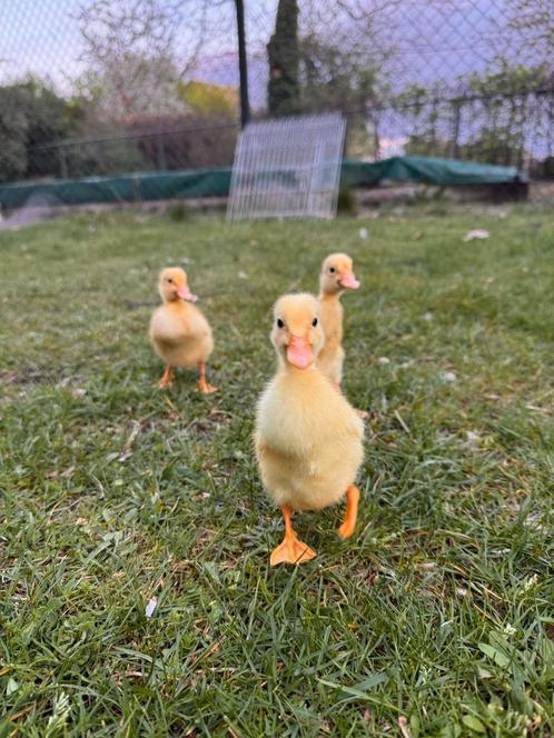 Loopeend Kuikens, Dieren en Toebehoren, Pluimvee, Eend