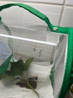 Wandelende takken psg 1, Dieren en Toebehoren, Insecten en Spinnen