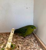 Catharina Parkiet, Dieren en Toebehoren, Vogels | Parkieten en Papegaaien, Parkiet, Geringd
