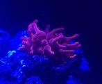 entacmaea quadricolor tepelanemoon, Dieren en Toebehoren, Vissen | Aquariumvissen, Zoutwatervis