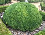 Buxus, Ophalen, Buxus, Struik