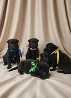 Herder PUPS ZWART VEO werkhonden met Stamboom, Dieren en Toebehoren, België, Fokker | Hobbymatig, 8 tot 15 weken, CDV (hondenziekte)