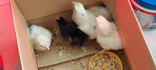 Kuikens 4 weken, Dieren en Toebehoren, Pluimvee