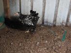 Brahma zilverzwart en zilverblauwgezoomd, Dieren en Toebehoren, Pluimvee, Meerdere dieren, Kip