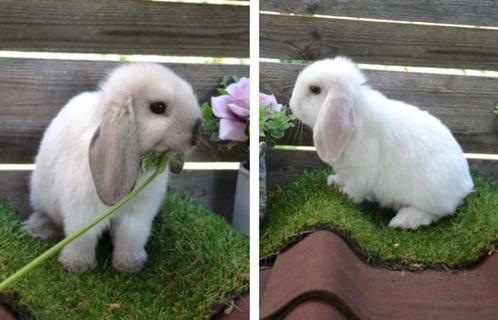Lieve minilop konijntjes, Dieren en Toebehoren, Konijnen, Dwerg, Vrouwelijk, 0 tot 2 jaar