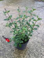 Salvia Royal Bumble, Jardin & Terrasse, Plantes | Arbustes & Haies, Moins de 100 cm, Enlèvement ou Envoi, Autres espèces, Arbuste