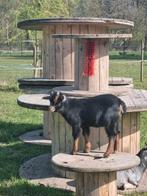 Dwerggeitje bok, Dieren en Toebehoren, Schapen, Geiten en Varkens