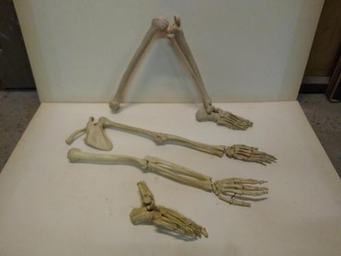 Replica Medisch Skelet, Diversen, Schoolbenodigdheden, Ophalen of Verzenden