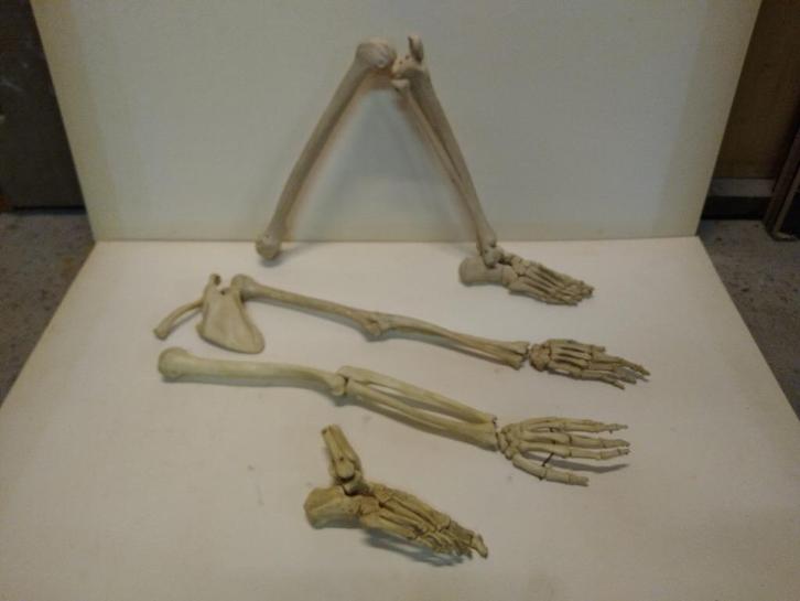 Replica Medisch Skelet, Diversen, Schoolbenodigdheden, Ophalen of Verzenden