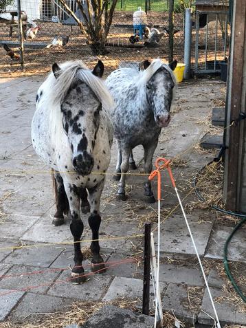 Nmprs appaloosa ter dekking