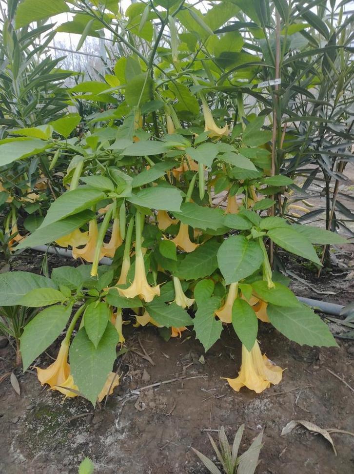 Brugmansia (Datura), Tuin en Terras, Planten | Tuinplanten, Ophalen of Verzenden