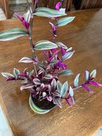 Tradescantia - couleur fuchsia, Ombre partielle, Plante à fleurs, Enlèvement ou Envoi