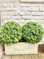 Vibrerende kunstmatige buxusballen x 2, Ophalen, Zo goed als nieuw