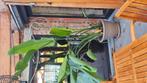 Strelitzia 2,5m hoog, Tuin en Terras, Ophalen